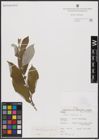 Foto von Salix caprea L.